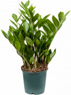 Zamioculcas zamiifolia 14x65 cm