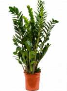 Zamioculcas zamiifolia 24x100 cm