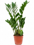 Zamioculcas zamiifolia 12x50 cm