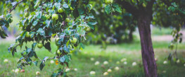 Ako vysadiť ovocné stromy?