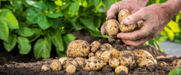 Správne sadenie zemiakov nie je veda, viete ako na to?