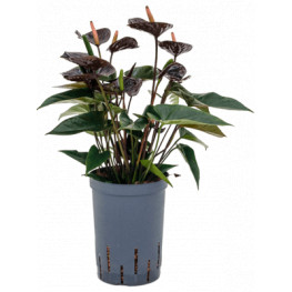 Anthurium black 15/19 cm v. 40 cm
