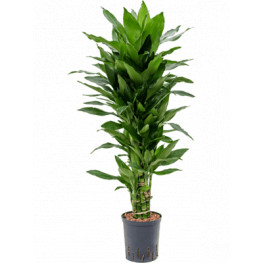 Dracaena fragrans "Janet Lind" Branched multi 18/19 výška 90 cm
