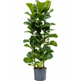 Ficus lyrata bambino 3pp 22/19 v.130 cm