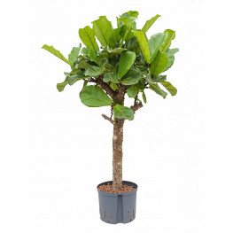 Ficus lyrata stem 25/19 v.160 cm