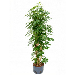 Schefflera arboricola Column Pots. 28/19 cm výška 160 cm