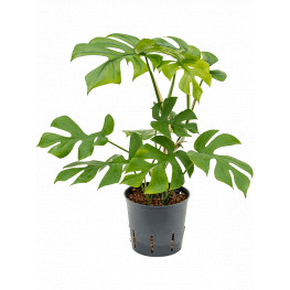 Philodendron minima Hanging plant pots.13/12 v. 25 cm