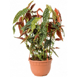 Begonia maculata 22x70 cm