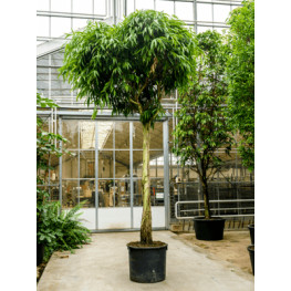 Ficus alii Stem 70/51  500cm