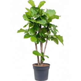 Ficus Lyrata stem branched 38x150 cm