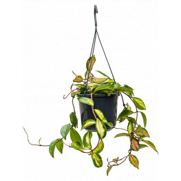 Hoya carnosa "tricolor" hanger 14x20 cm