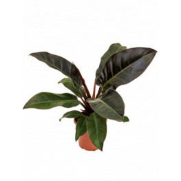 Philodendron imperial Red 19x60 cm