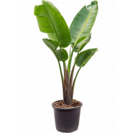 Strelitzia nicolai 1pp Pots 40x140 cm