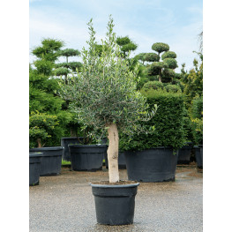 Olivovník Olea europaea Stem (50) 45x145 cm