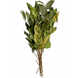 Stabilizovaná rastlina Salal bush 55 cm (10pcs)