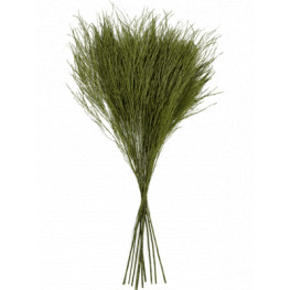 Stabilizovaná rastlina Treefern bunch 55 cm (12pcs)