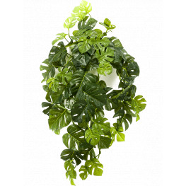 Monstera hanging bush rt green 50 cm