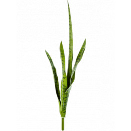 Sansevieria Green 81 cm