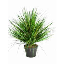 Grass onion 50cm