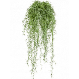 Long hair Bush green