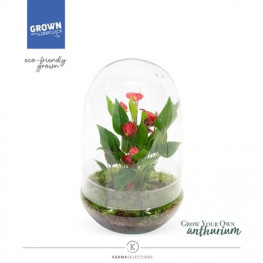 Aranžmán rastlín - rastlinné terárium Anthurium million flowers (mini záhradka v skle) 14x30 cm