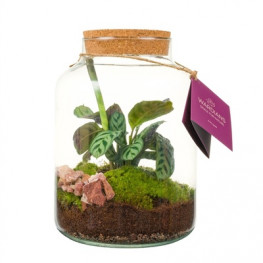 Aranžmán rastlín - rastlinné terárium (mini záhradka v skle) 17x30 cm