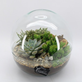 Aranžmán rastlín - rastlinné terárium mix rastlín (mini záhradka v skle) 28x30 cm