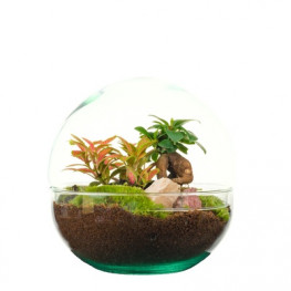Aranžmán rastlín - rastlinné terárium (mini záhradka v skle) 19x20 cm