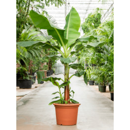 Banánovník Musa tropicana stem 50x240 cm