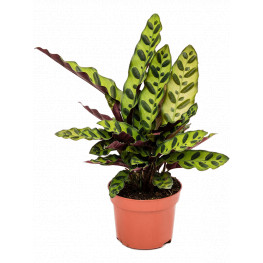 Calathea lancifolia 12x50 cm