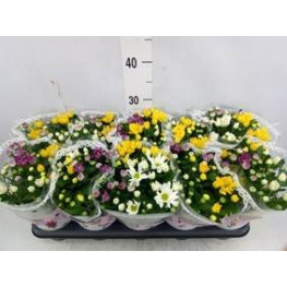 Chryzantema - Chrysanthemum Ind. farebný mix flower 12x25 cm