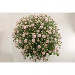 Chryzantema - Chrysanthemum Ind. Jasoda Dark Pink 19x40+ cm