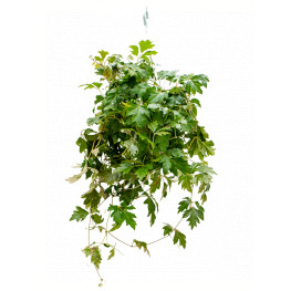 Cissus rhombifolia Ellen Danica hanger 17x40 cm
