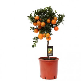 Citrus aurantium Chinotto Mandarin 22x85 cm
