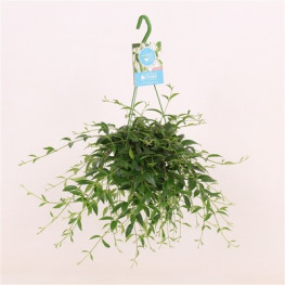 Codonanthe crassifolia Hanging 14x40 cm