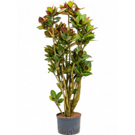 Kroton - Croton (Codiaeum) variegatum Petra branched 28/19 výška 160 cm