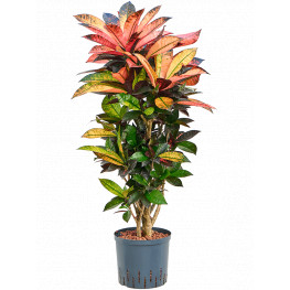 Croton iceton Branched 22/19  100cm