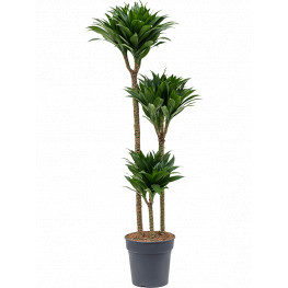 Spathiphyllum sensation 23x90 cm