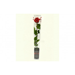 Dračeková ruža (stabilizovaná) červená 55 cm