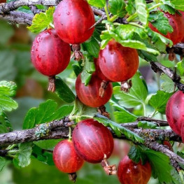 Egreš červený Ribes uva-crispa Hinnonmaeki Rot
