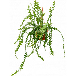 Epiphyllum anguliger 14x35 cm