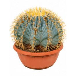 Kaktus Ferocactus glaucescens sphere 25x35 cm