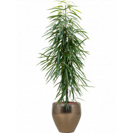Ficus alii Tuft 22/19 v.140 cm