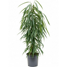 Ficus alii tuft pots. 21x100 cm