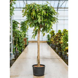 Ficus binnendijkii Amstel King Stem Braided 42/32 v.230 cm