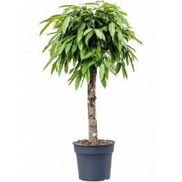 Ficus amstel king stem 34x140 cm