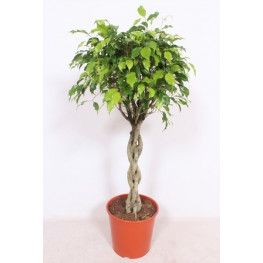 Ficus Benjamina Exotica braided stem 30x120 cm