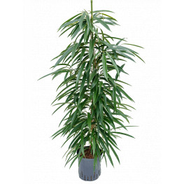 Ficus binnendijkii 'Alii' 18/19 výška 110 cm