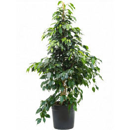 Ficus danielle 27x115 cm