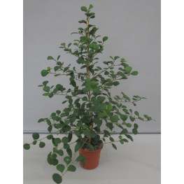Ficus deltoidea 17x65 cm